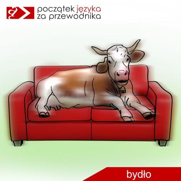 wyrażenie BYDŁO: biało-brązowa rogata krowa leży na czerwonej kanapie